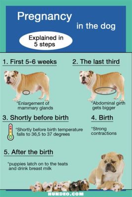 如何辨別母犬懷孕，母犬在懷孕初期會有什麼跡象？